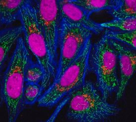 Anti-Rabbit IgG (H+L), highly cross-adsorbed, CF™ 555 antibody produced in donkey ~2 mg/mL, affinity isolated antibody - 50uL - SAB4600061-50UL