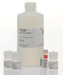 Invitrogen™ Qubit™ Protein and Protein Broad Range (BR) Assay Kits - 500 Reactions - Q33212