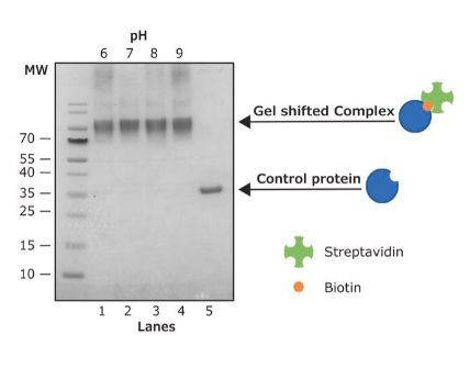 Enzymatic Protein Biotinylation Kit for biotinylation of up to 20 mg target protein - 1 KIT - CS0008-1KT