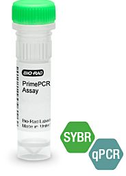 PrimePCR SYBR Green Assay - Custom Assays - 200x20uL reactions - Yeast - 10042976