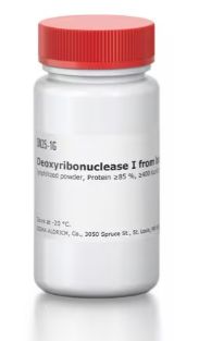 Deoxyribonuclease I from bovine pancreas - 9003-98-9 - DN25-1G