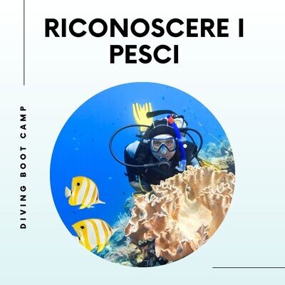 RICONOSCERE FLORA E FAUNA DEL MEDITERRANEO 1 lezione teorica + immersione al mare