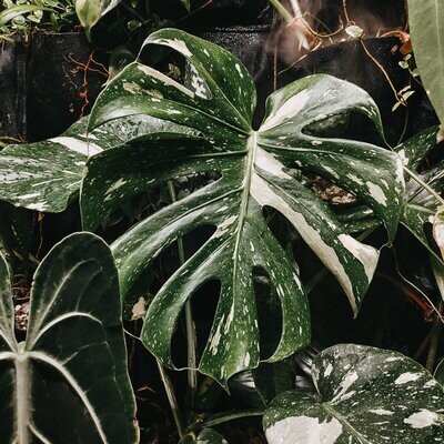 Monstera