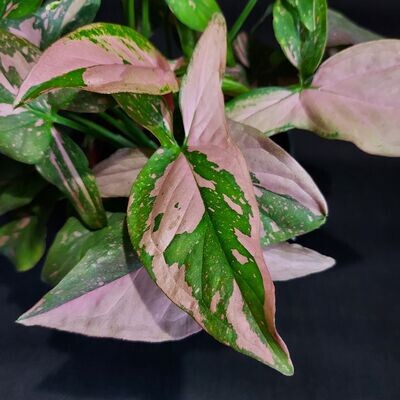 Syngonium