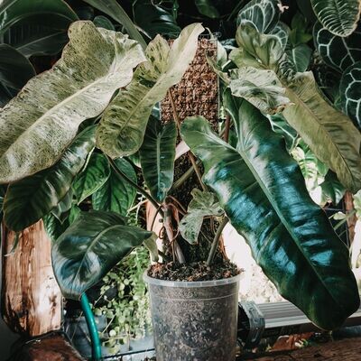 Philodendron