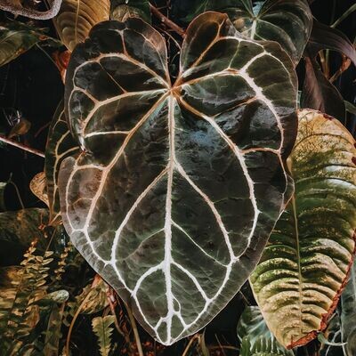 Anthurium
