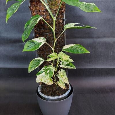 Epipremnum