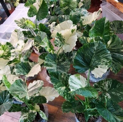 Alocasia