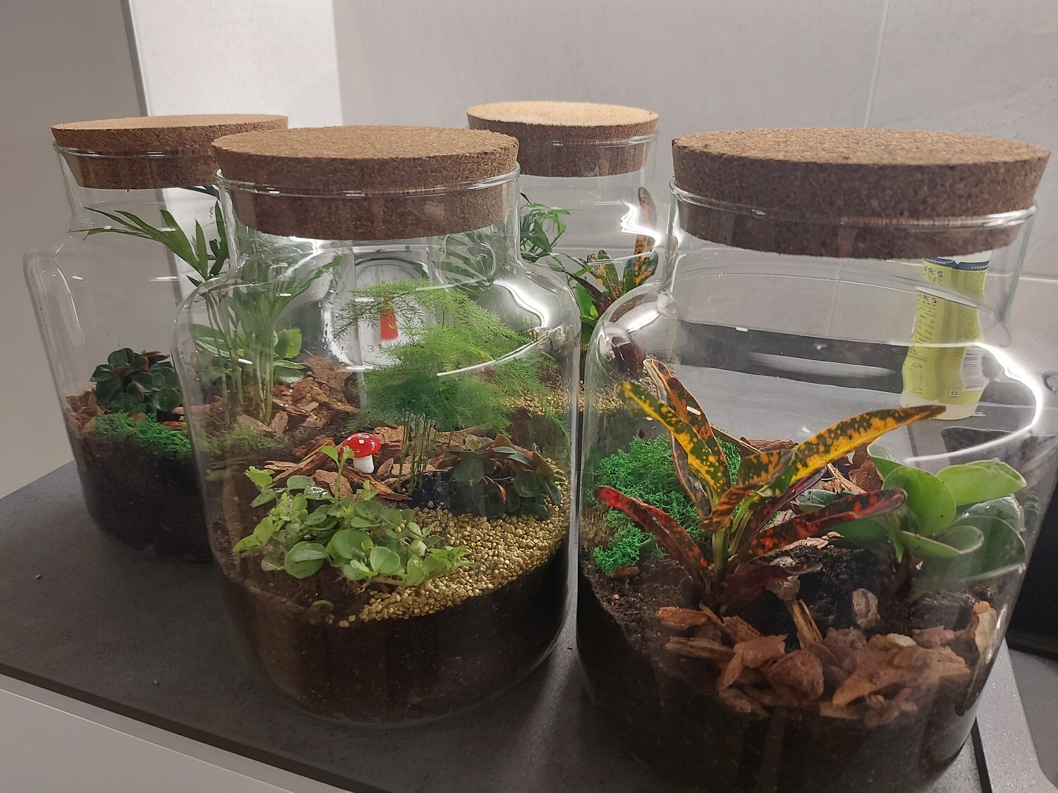 Terrari di medie dimensioni