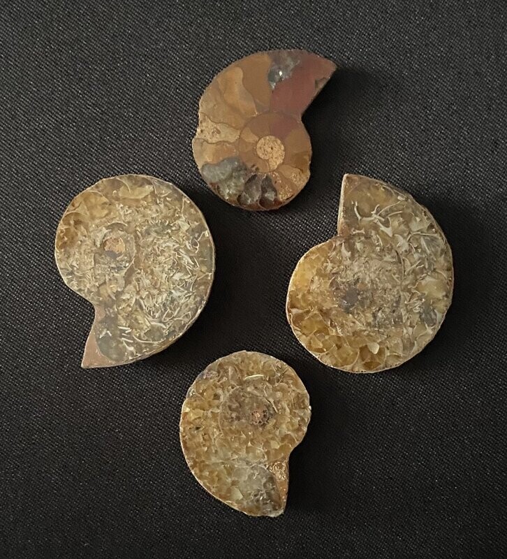Ammonite Fossils