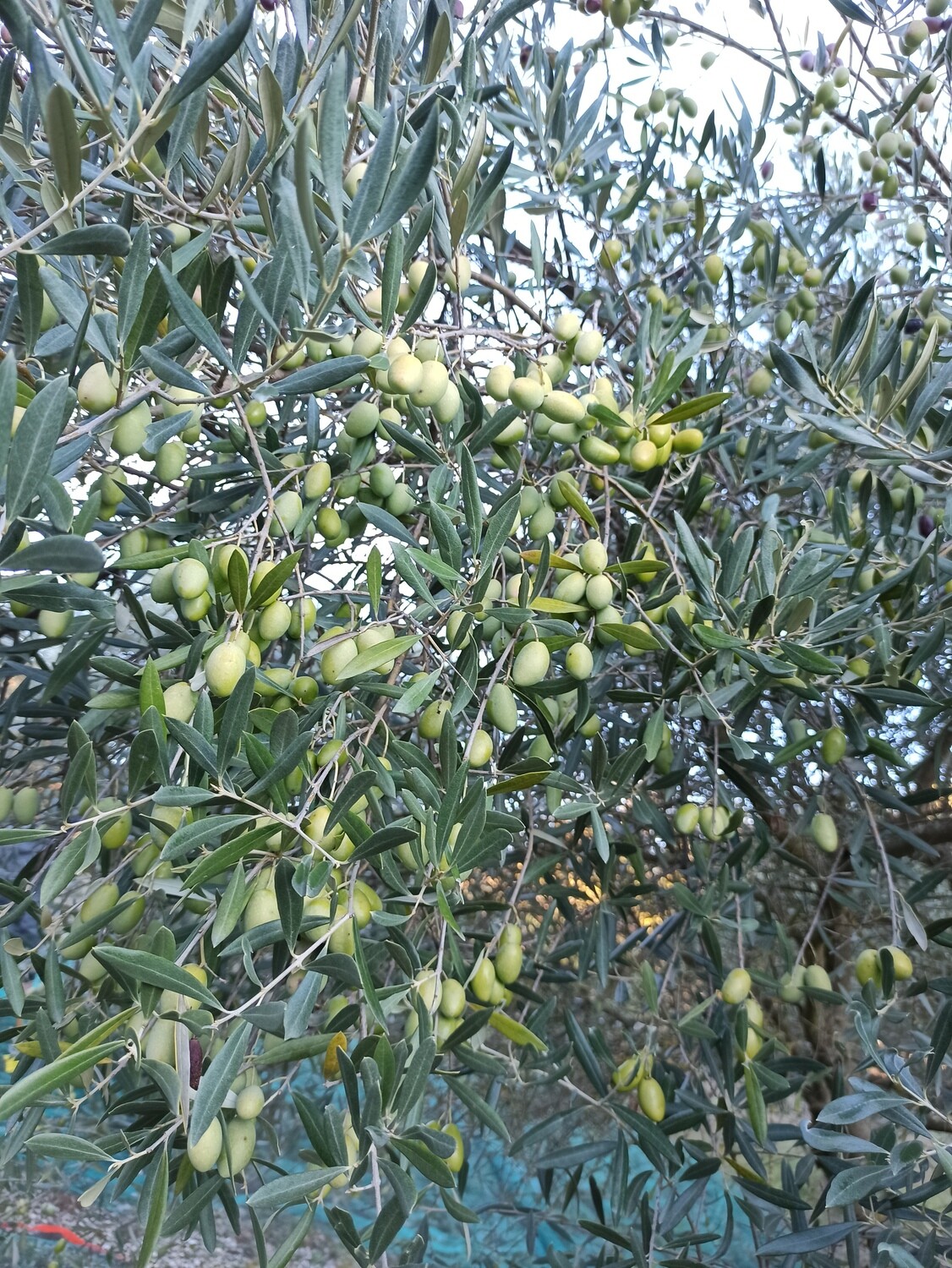Huiles d&#39;olives