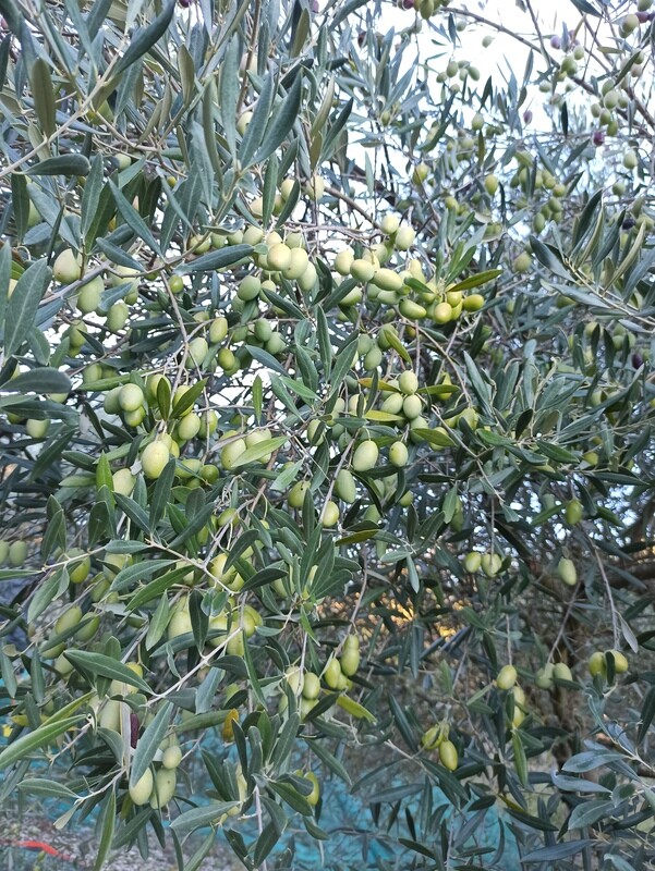 Huile d'olive de notre production