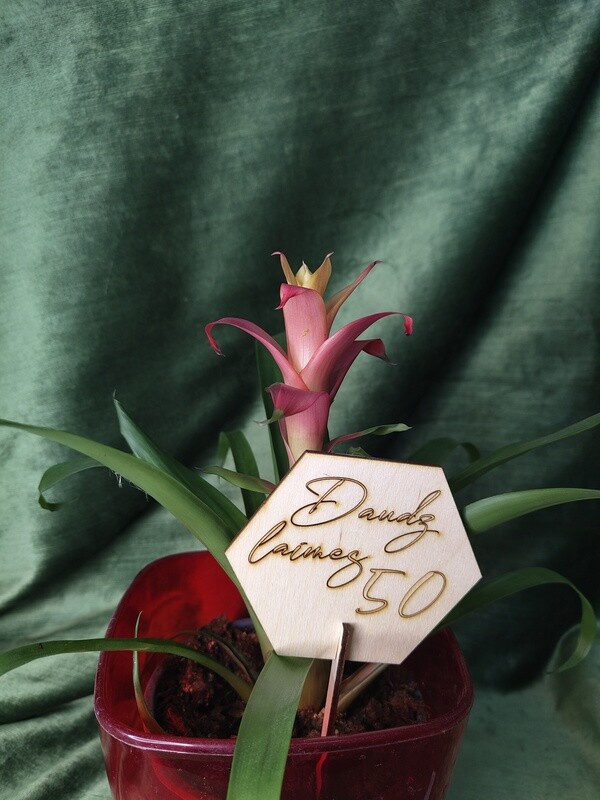 Toppers &quot;Daudz laimes 50&quot;