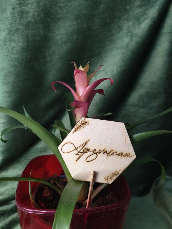 Toppers &quot;Apsveicam&quot;