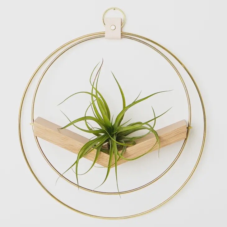 Air Plant V-Hanger