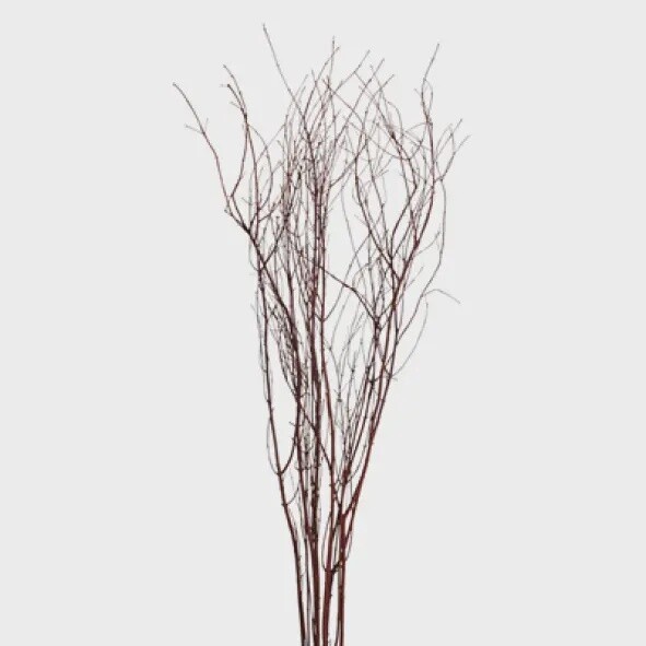 Jay Branches - Mahogany