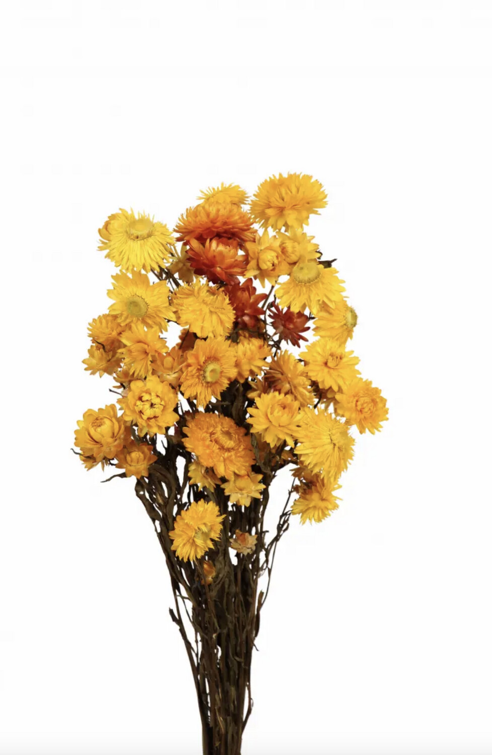 Helichrysum - Yellow