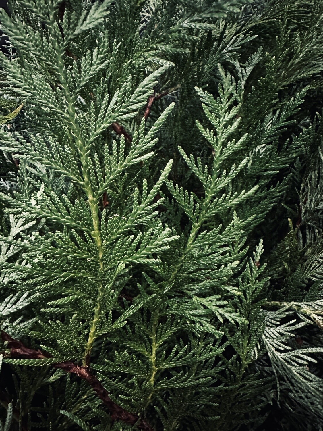 Cedar Greenery