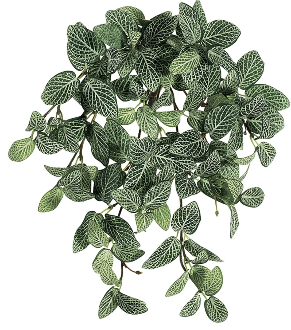 Fittonia Hanging Plant