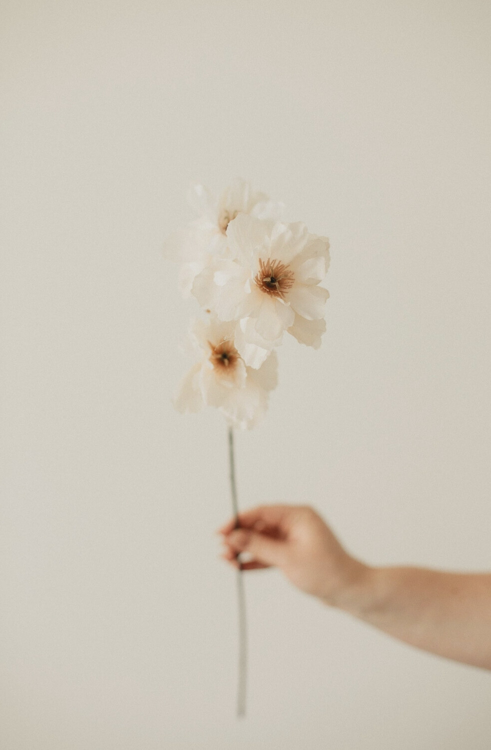 Wild Peony