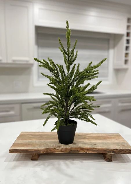 Fresh Touch Norfolk Potted Pine Tree