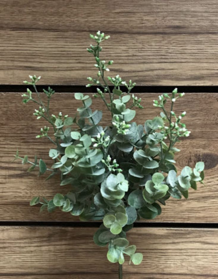 Eucalytpus Bush