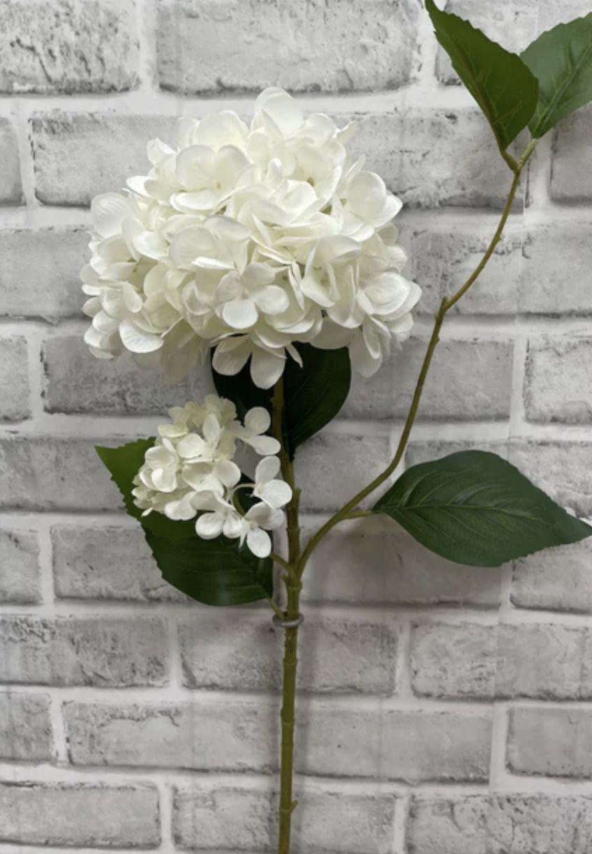 Hydrangea Stem