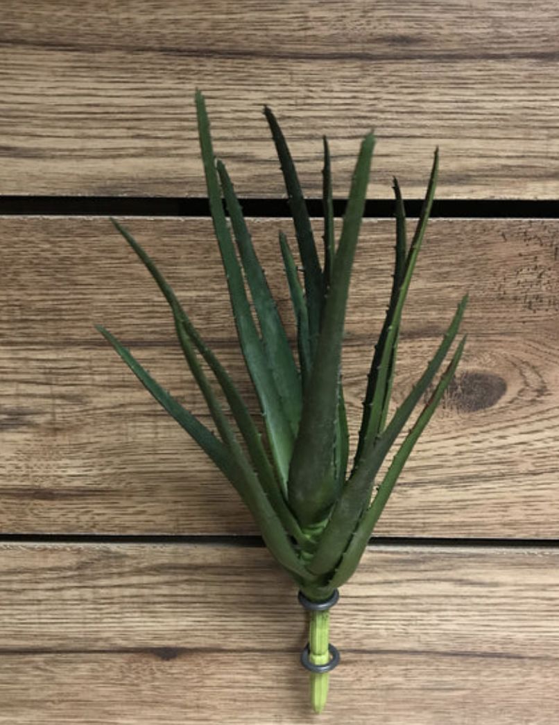 Fresh Touch Aloe Plant