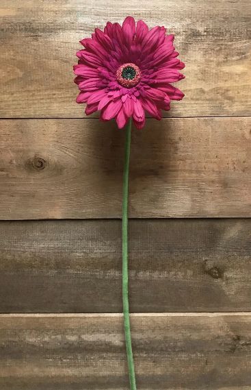 Gerbera Stem | Rose