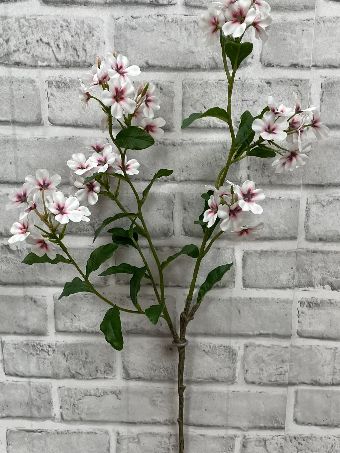 White Phlox Stem