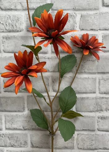 Rust Black Eye Susan