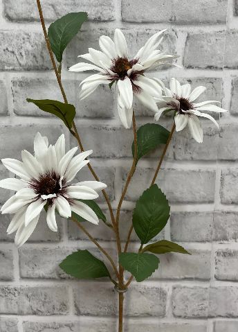White Black Eye Susan Stem