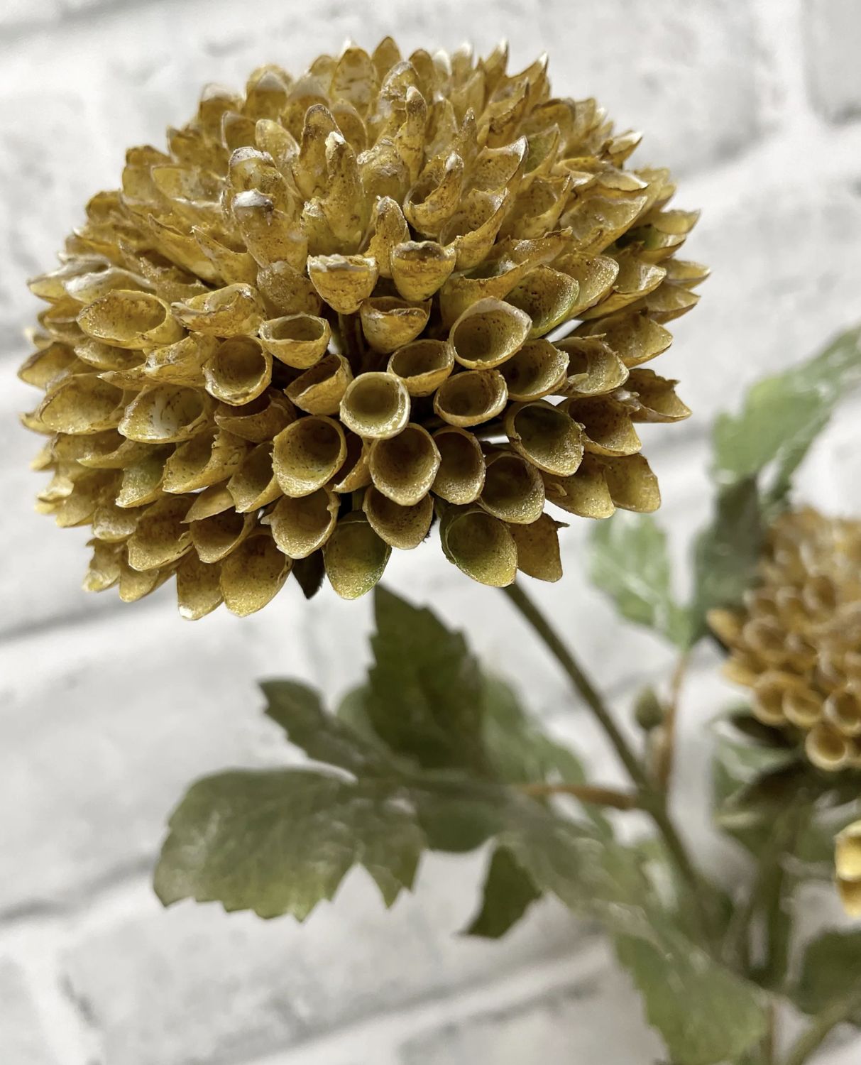 Fall Scabious  Stem