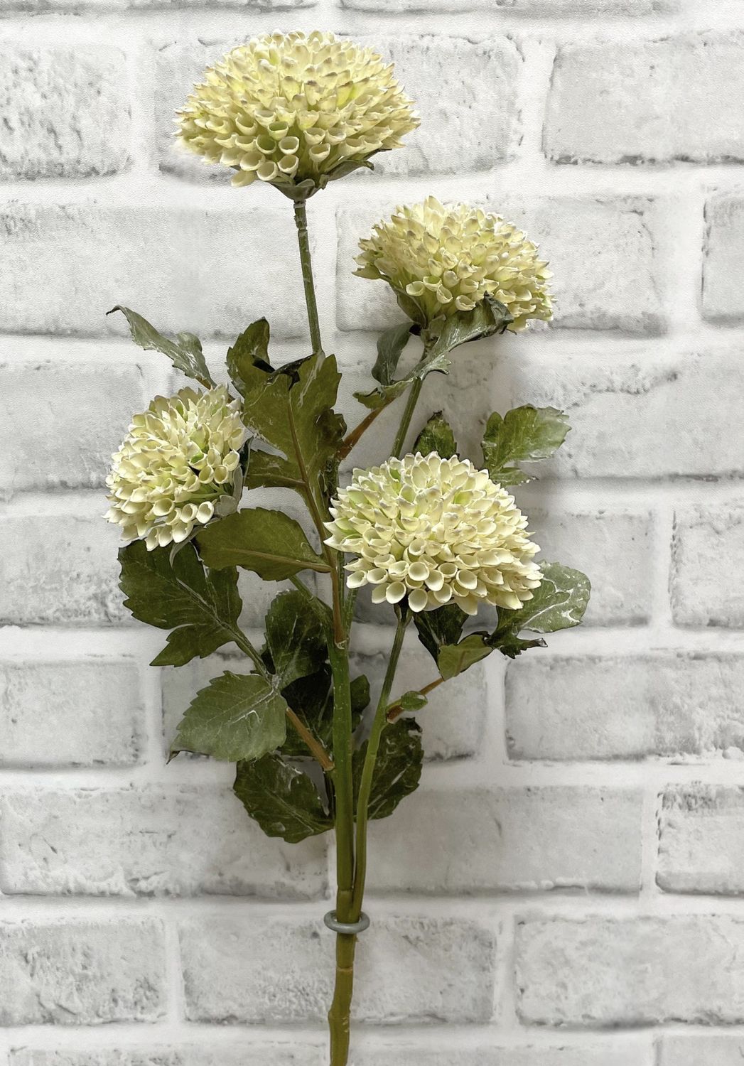 Cream Scabiousa Spray