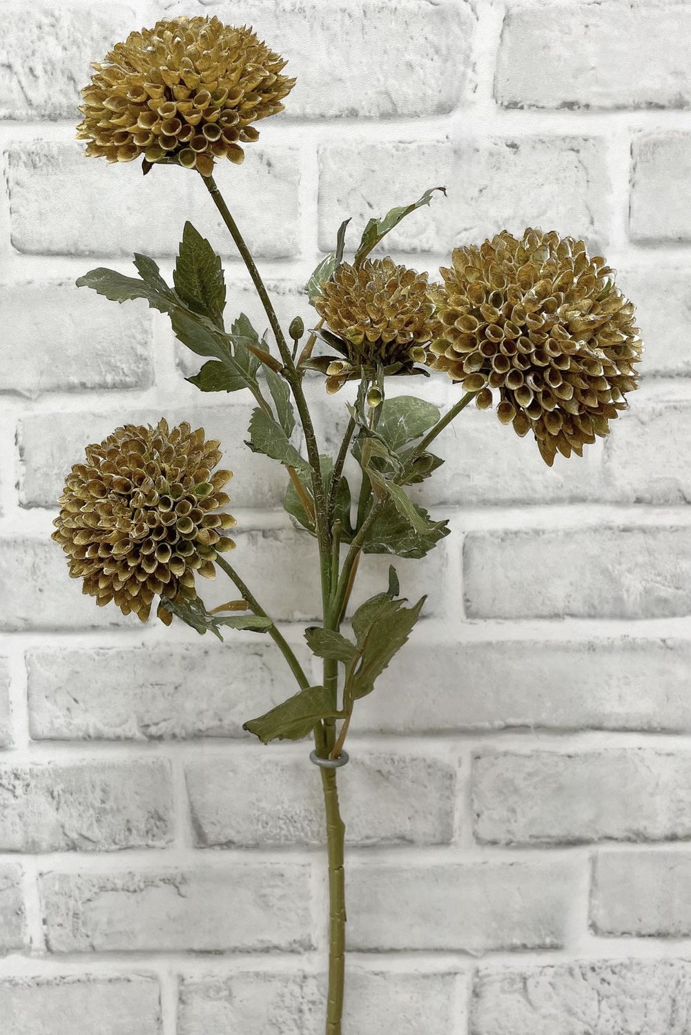 Fall Scabious  Stem