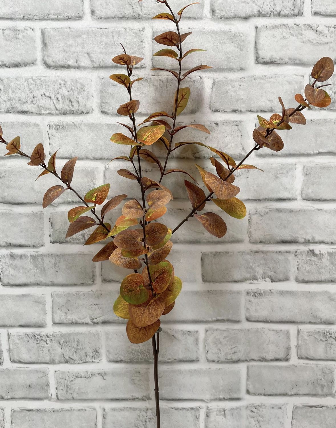Fall Eucalyptus Stem