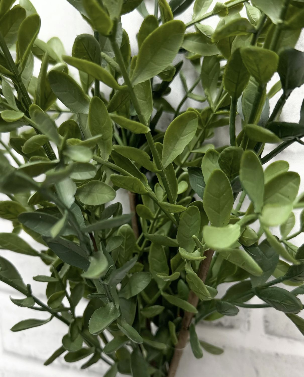 Tea Leaf Bush | 18.5"