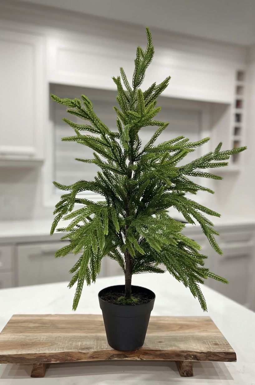 Fresh Touch Norfolk Potted Tree | 40&quot;