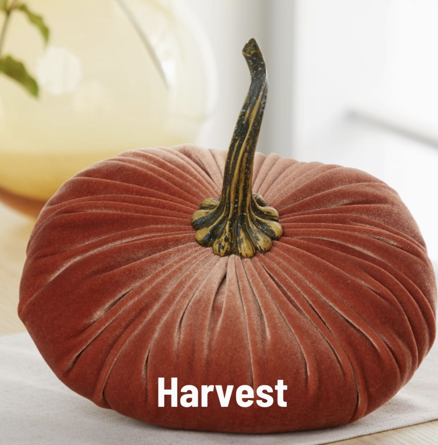 Velvet Pumpkin | Harvest