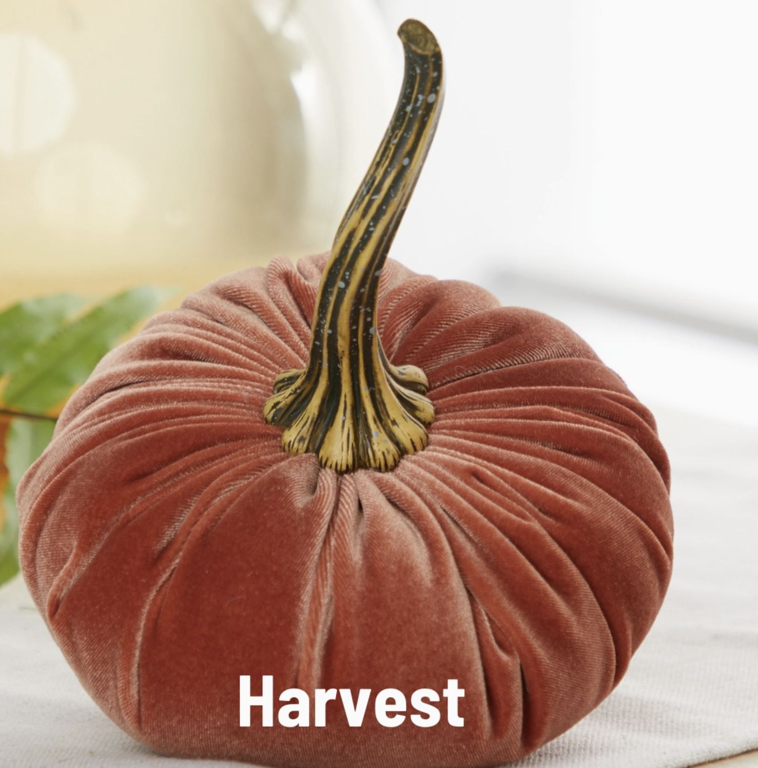 Velvet Pumpkin | Harvest, Size: Small