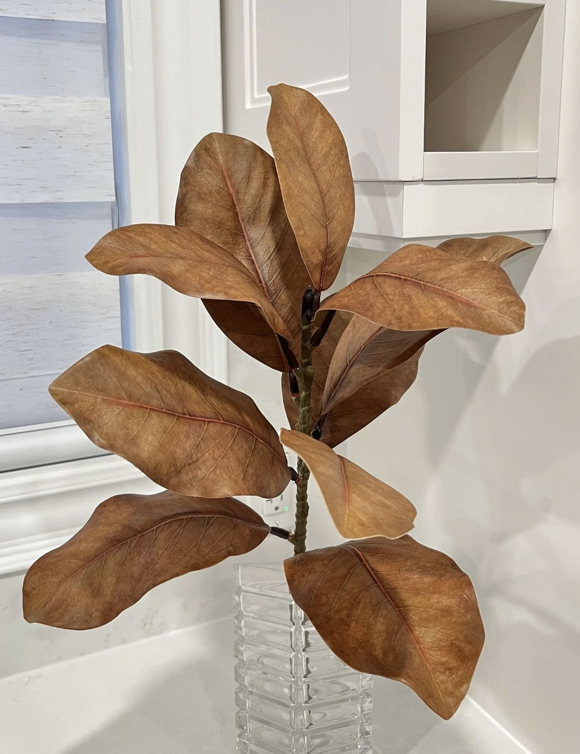 Brown Magnolia Stem