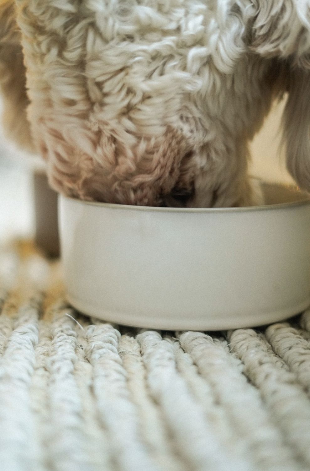 Pottery Pet Bowl | Large