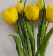 Real Touch Late Tulip Bundle | Yellow