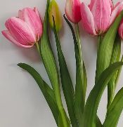 Real Touch Late Tulip Bundle | Pink