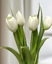 Real Touch Tulip Bundle | White 16"