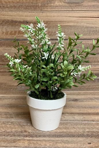 White Sweet Veronica Bush | 9"