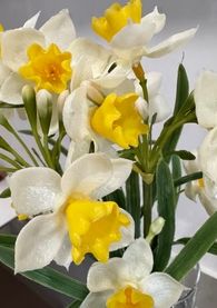 Real Touch Paperwhite | Yellow  12"