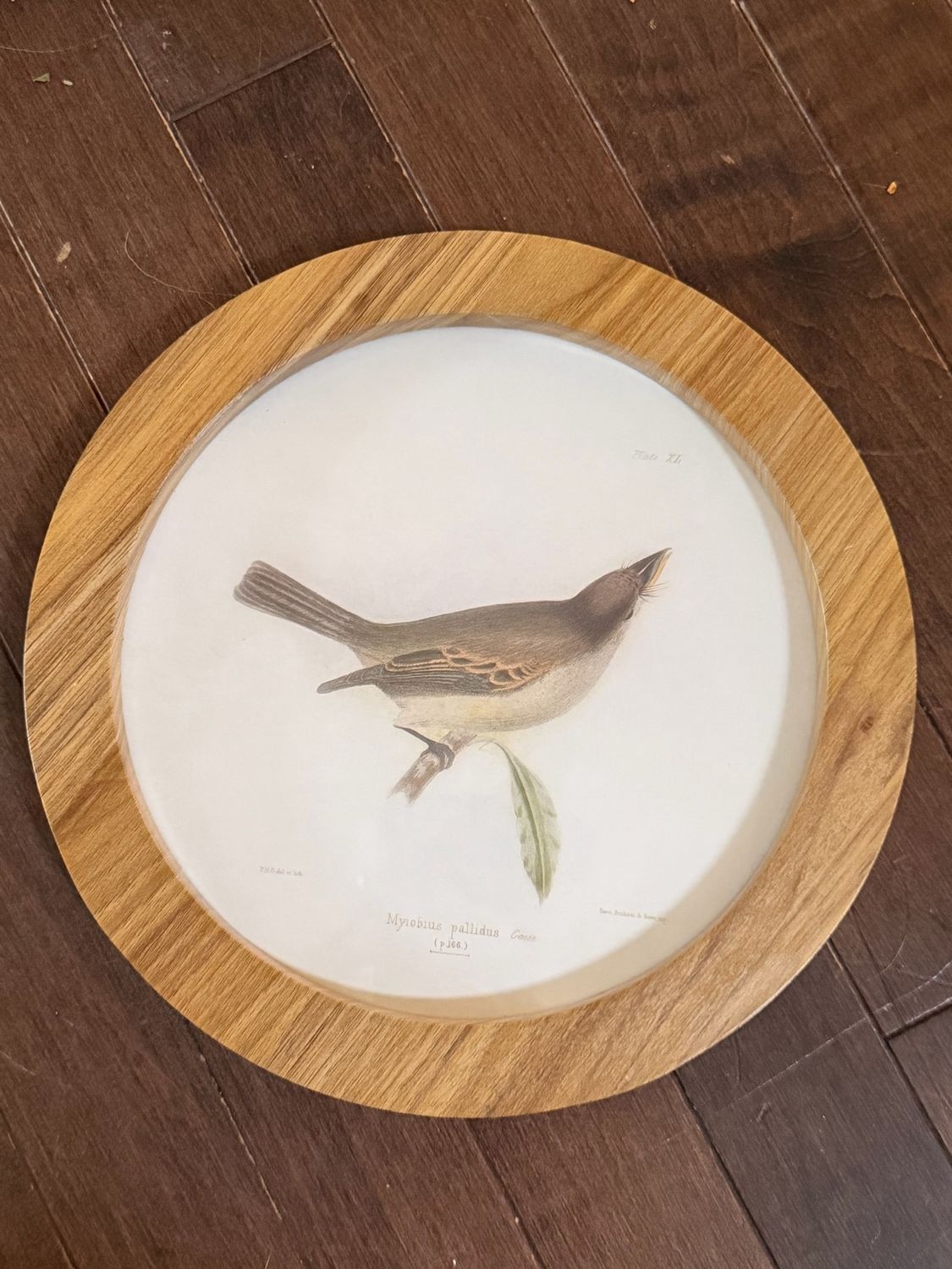 Circle Bird Art