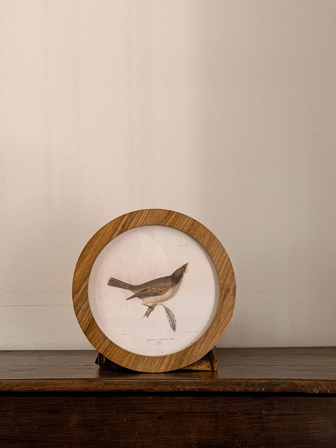 Circle Bird Art