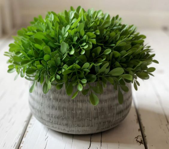 Boxwood in Cement Pot | 8"